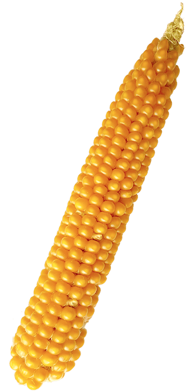 epi de maïs