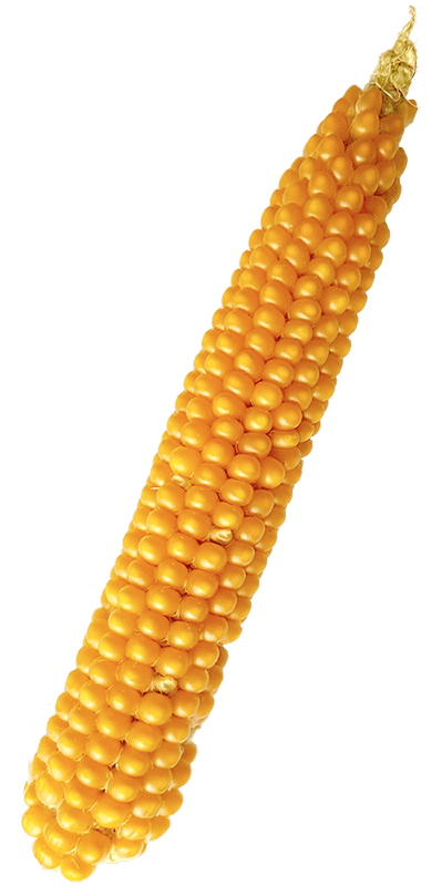 ear of corn