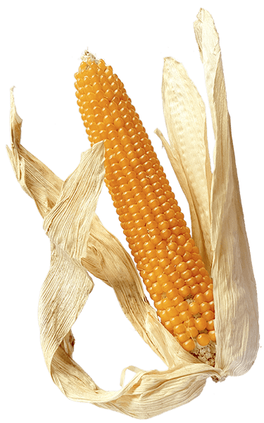 ear of corn