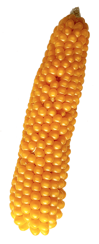 epi de maïs