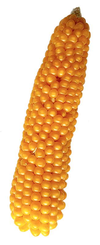 ear of corn