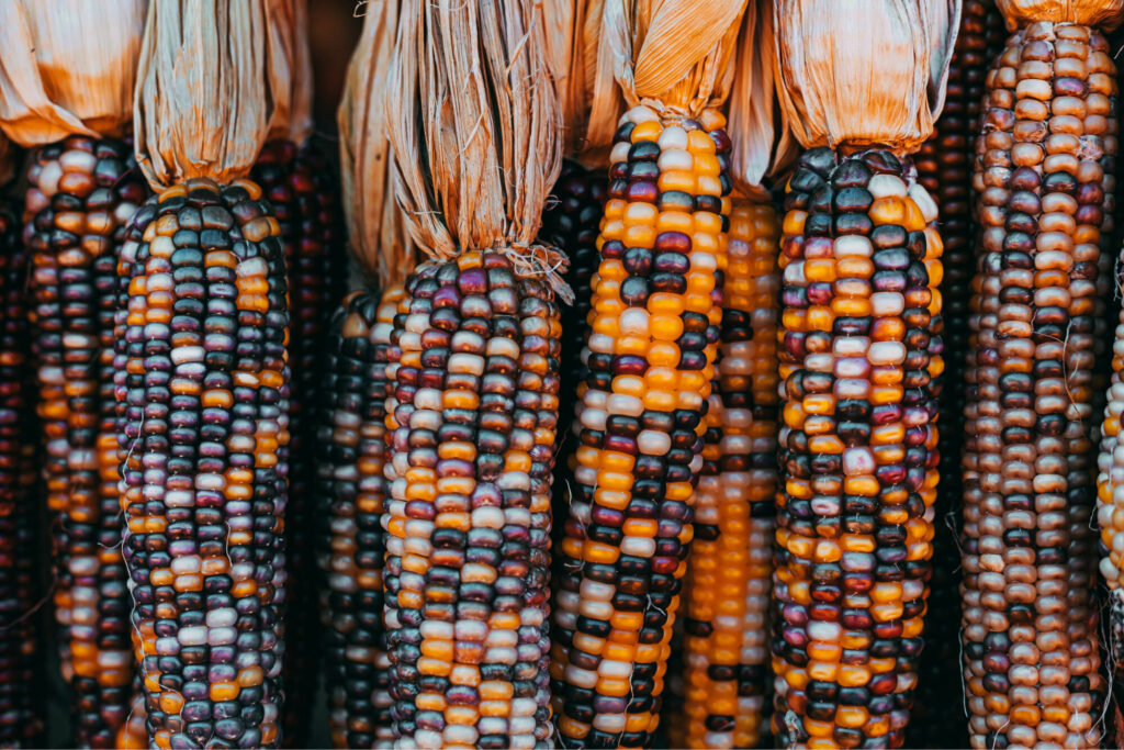 variété grain popcorn