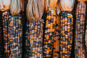 variété grain popcorn