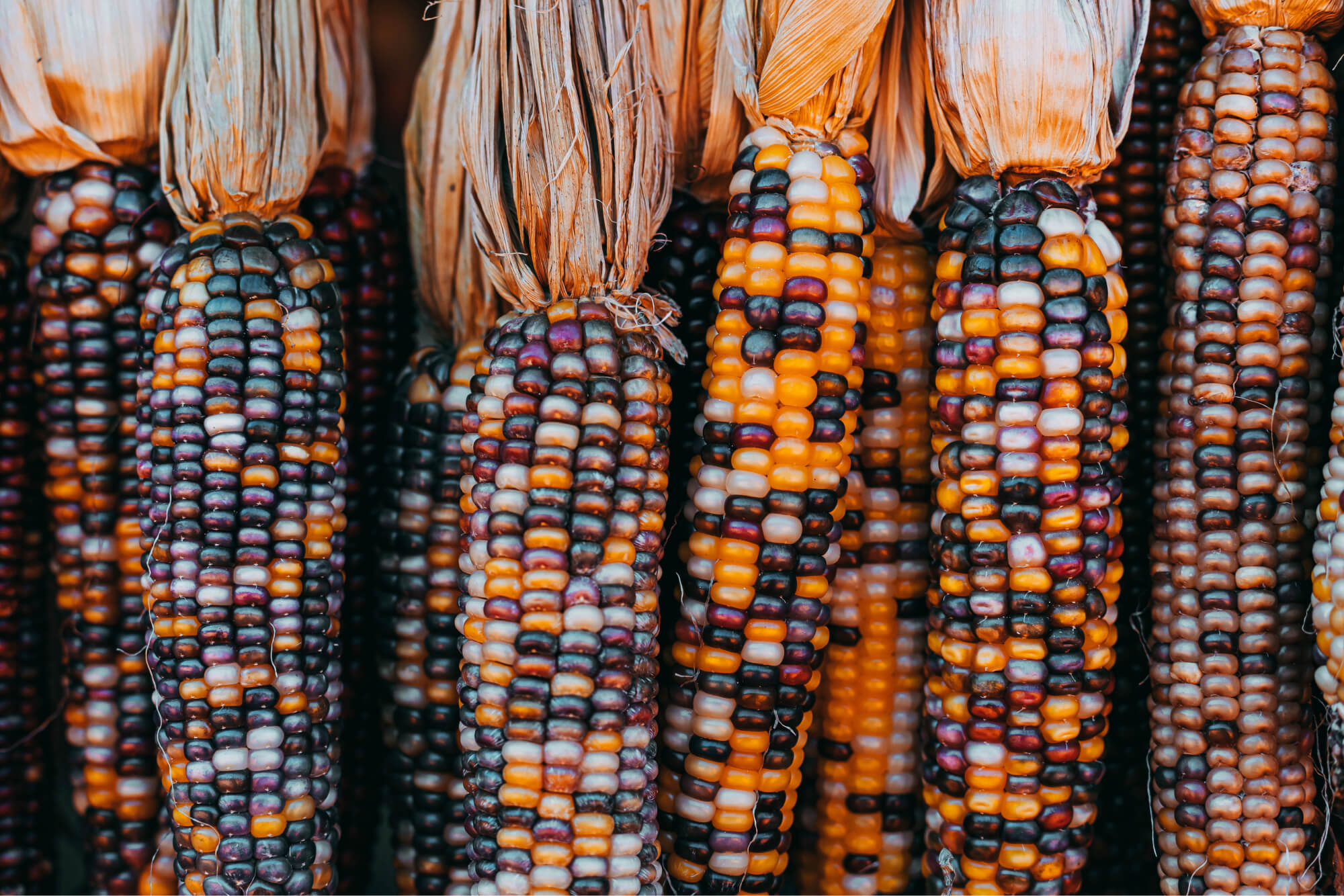 Variétés de maïs à popcorn GrainPOP